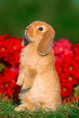 RAB 01 GR0152 02
Mini Lop Rabbit On Grass By Flowers