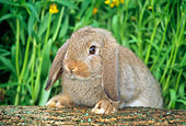 RAB 01 GR0154 01
Mini Lop Rabbit Stepping On Log By Flowers