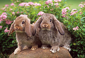 RAB 01 GR0157 04
Two Mini Lop Rabbits Sitting On Rock By Flowers
