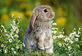 RAB 01 GR0160 01
Mini Lop Rabbit By Flowers