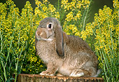 RAB 01 GR0161 02
Mini Lop Rabbit Sitting On Tree Stump By Flowers