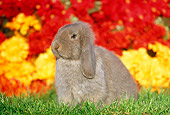 RAB 01 GR0164 01
Mini Lop Rabbit Sitting On Grass By Red And Yellow Flowers
