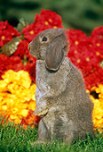 RAB 01 GR0165 01
Mini Lop Rabbit Sitting On Grass By Flowers