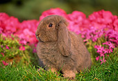RAB 01 GR0166 02
Mini Lop Rabbit On Grass By Flowers