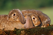 RAB 01 GR0168 02
Mini Lop Rabbits Laying On Moss