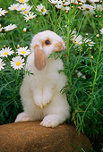 RAB 01 GR0171 01
Mini Lop Rabbit On Rock By Flowers