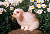 RAB 01 GR0172 01
Mini Lop Rabbit On Rock By Flowers