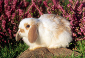 RAB 01 GR0176 01
Mini Lop Rabbit Sitting On Rock By Pink Flowers