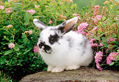 RAB 01 GR0178 01
Mini Lop Rabbit Sitting On Tree Stump By Pink Flowers