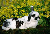 RAB 01 GR0179 01
Two Mini Lop Rabbits Laying On Moss By Flowers