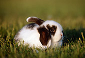 RAB 01 GR0180 01
Mini Lop Rabbit On Grass