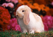 RAB 01 GR0181 01
Mini Lop Rabbit Sitting On Grass By Flowers