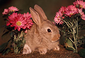 RAB 01 GR0197 02
Domestic Mixed Breed Rabbit On Moss By Flowers