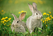 RAB 01 GR0210 01
Two Domestic Mixed Breed Rabbits Sitting On Grass By Wildflowers
