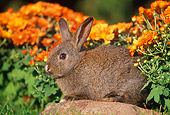 RAB 01 GR0219 01
Domestic Mixed Breed Rabbit On Rock By Flowers