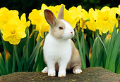 RAB 01 GR0227 03
Domestic Mixed Breed Rabbit Sitting On Rock By Flowers
