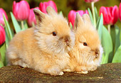 RAB 01 GR0236 01
Two Lionhead Rabbits Sitting On Rock By Flowers