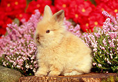 RAB 01 GR0239 02
Lionhead Rabbit Sitting On Tree Stump By Flowers