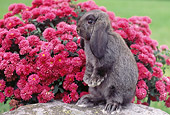 RAB 01 GR0251 01
Gray Lop-Eared Rabbit Sitting Up On Rock By Pink Chrysanthemums