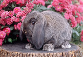 RAB 01 GR0252 01
Gray Lop-Eared Rabbit Sitting On Stump By Pink Chrysanthemums