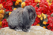 RAB 01 GR0253 01
Gray Lop-Eared Rabbit Sitting On Rock By Red And Orange Flowers