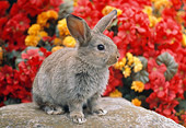 RAB 01 GR0254 01
Brown Mixed Breed Rabbit Sitting On Rock By Red And Orange Flowers