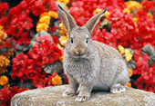 RAB 01 GR0255 01
Brown Mixed Breed Rabbit Sitting On Rock By Red And Orange Flowers