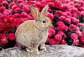 RAB 01 GR0259 01
Brown Mixed Breed Rabbit Sitting On Rock By Pink Chrysanthemums