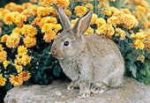 RAB 01 GR0260 01
Brown Mixed Breed Rabbit Sitting On Rock By Orange Chrysanthemums