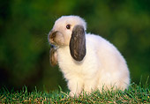 RAB 01 GR0263 01
Seal Point Holland Log Rabbit Sitting In Field