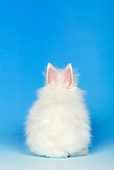RAB 01 KH0001 01
Polish Dwarf Rabbit Sitting With Back To Camera On Blue Seamless