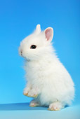 RAB 01 KH0002 01
Polish Dwarf Rabbit Sitting Up On Blue Seamless