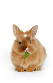RAB 01 KH0003 01
Polish Dwarf Rabbit Sitting Eating Leaf On White Seamless
