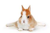 RAB 01 KH0004 01
Polish Dwarf Rabbit Laying On White Seamless