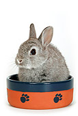 RAB 01 KH0005 01
Polish Dwarf Rabbit Sitting In Bowl On White Seamless