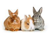 RAB 01 KH0006 01
Three Polish Dwarf Rabbits Sitting On White Seamless