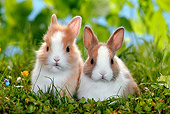 RAB 01 KH0007 01
Two Polish Dwarf Rabbits Sitting In Garden