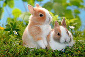 RAB 01 KH0008 01
Two Polish Dwarf Rabbits Sitting In Garden