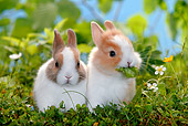 RAB 01 KH0009 01
Two Polish Dwarf Rabbits Sitting In Garden