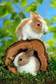 RAB 01 KH0010 01
Two Polish Dwarf Rabbits Sitting With Hollow Log