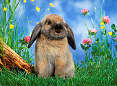 RAB 01 KH0011 01
Mini Lop Rabbit Sitting In Garden