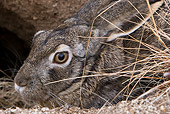 RAB 01 KH0012 01
Close-Up Of Tolai Hare Hiding In Dry Grass And Dirt