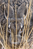 RAB 01 KH0013 01
Close-Up Of Tolai Hare Hiding In Dry Grass And Dirt