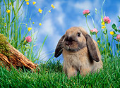 RAB 01 KH0014 01
Mini Lop Rabbit Sitting In Garden