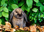 RAB 01 KH0015 01
Mini Lop Rabbit Sitting In Leaves