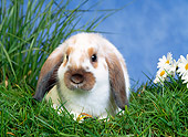 RAB 01 KH0016 01
Mini Lop Rabbit Sitting In Grass