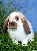 RAB 01 KH0017 01
Mini Lop Rabbit Sitting In Grass