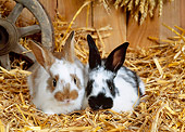 RAB 01 KH0018 01
Dwarf Rabbits Sitting In Straw In Barn