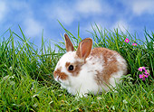 RAB 01 KH0019 01
Dwarf Rabbit Sitting In Grass
