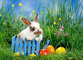 RAB 01 KH0021 01
Dwarf Rabbit Sitting In Blue Cart By Easter Eggs On Grass